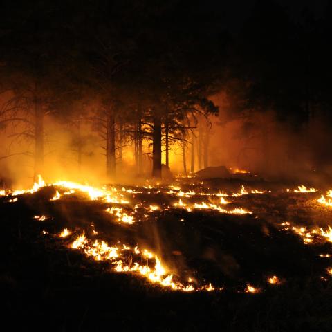fire in the night in the forest